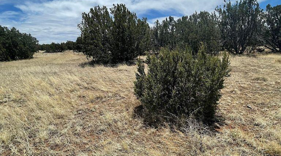 Great land to build on!  Get out of the