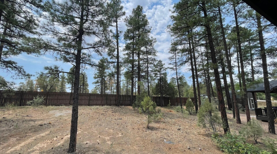 lots of tall pines fill yard