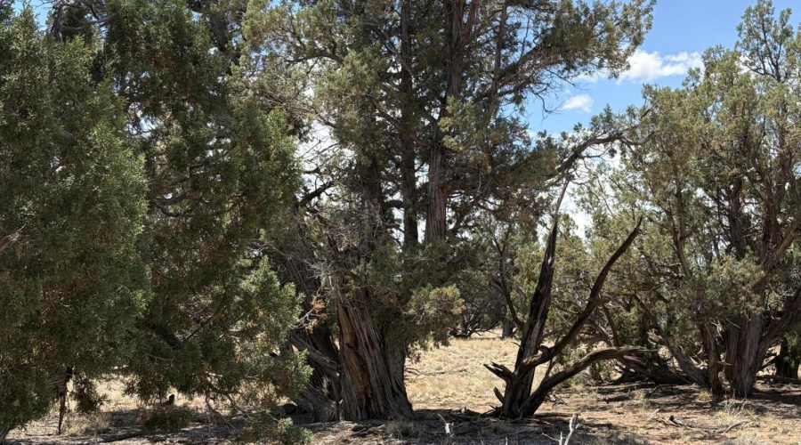Shaggy Bark Junipers