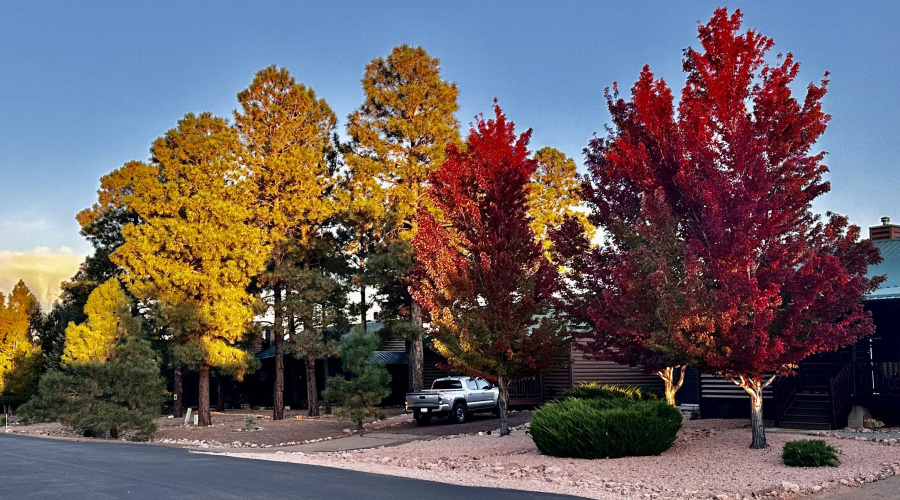 FALL COLORS ON BUFFALO LOOP