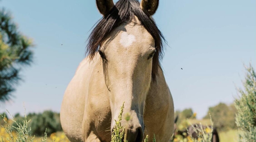 WILD HORSES ROAM THE NATIONAL FOREST