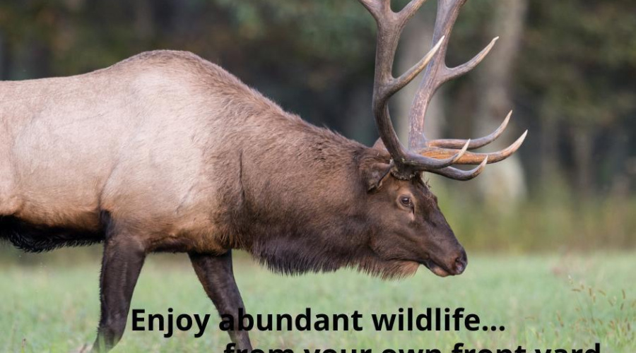 Enjoy abundant wildlife...