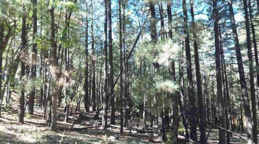 6166 Paradise Pine 1