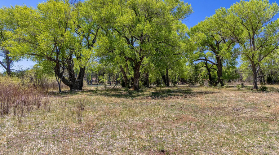 Peninsula Vegetation - larson rd propert
