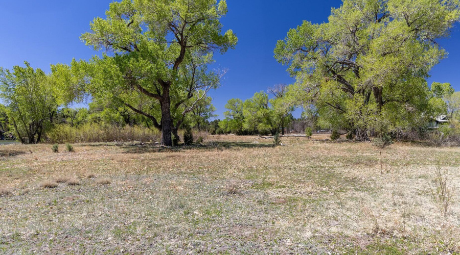 Peninsula Trees - larson rd property rai