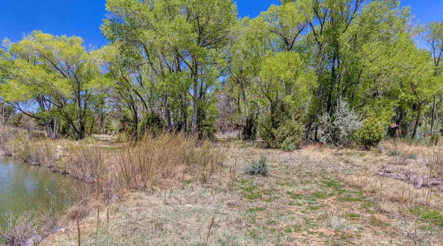 Lakefront Vegetation - Larson rd propert