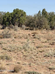 8580E Lawson Lane, Snowflake, Arizona 85937, ,Land,For Sale,Lawson,257136