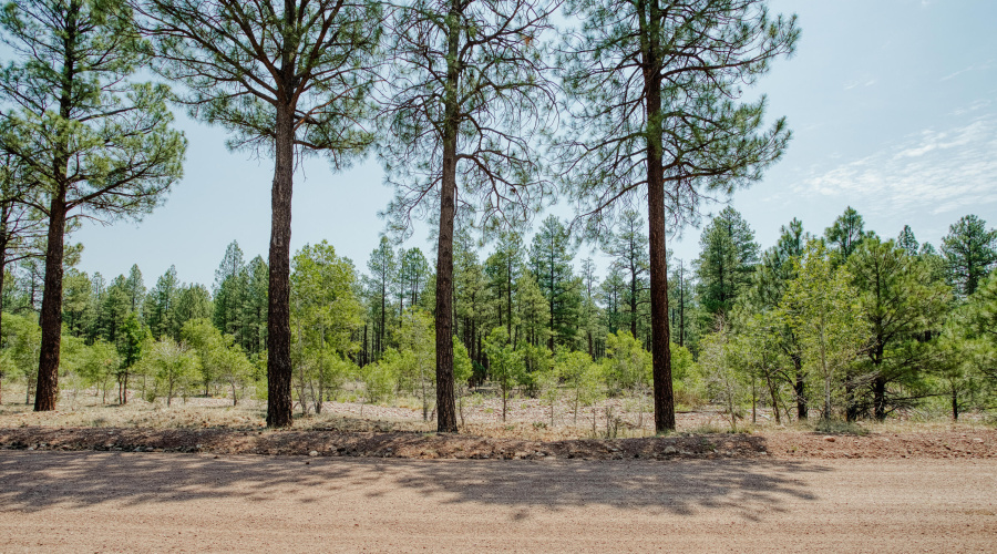 Forest Views from Your Front Door
