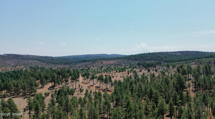 Surrounded by Forest