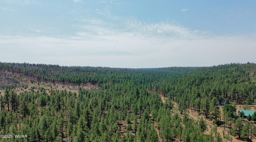 Surrounded by Forest