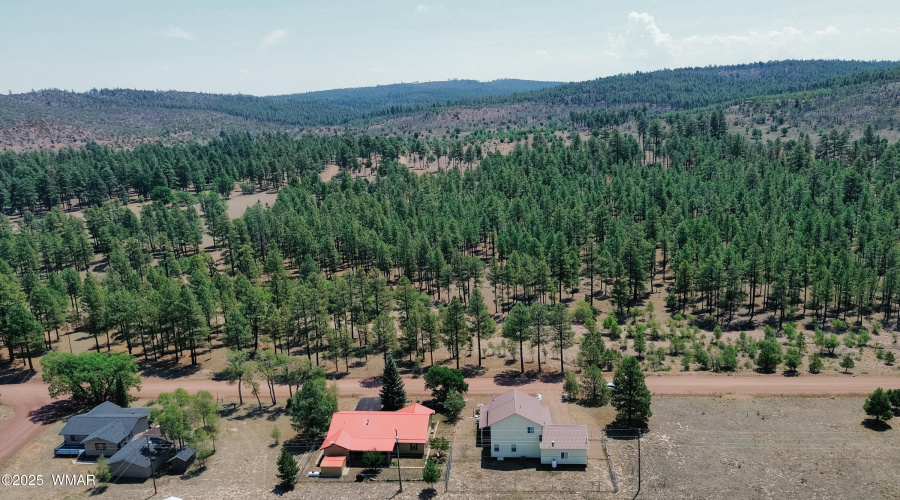 Surrounded by Forest