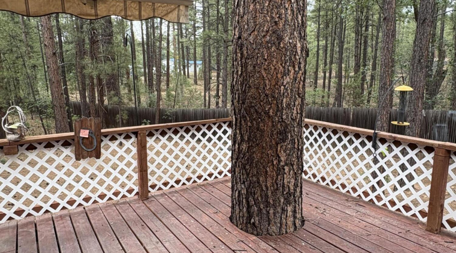 Beautiful Ponderosa Pines