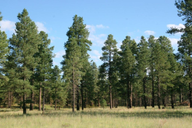 7337 Forest Service 122 Road, Happy Jack, Arizona 86024, ,Land,For Sale,Forest Service 122,92640