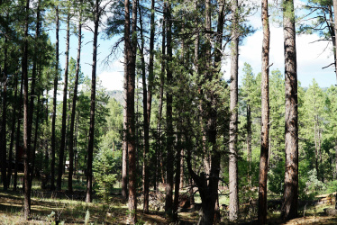 196 Mockingbird Lane, Payson, Arizona 85541, ,Land,For Sale,Mockingbird,92643