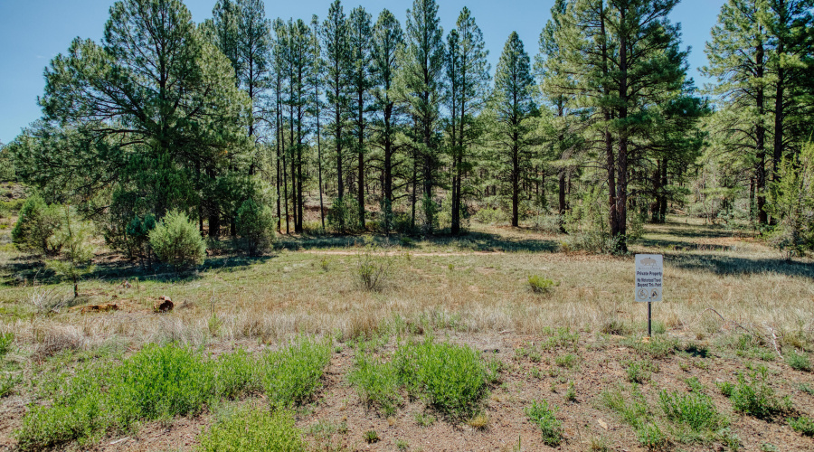 Forest & Tall Pine Views