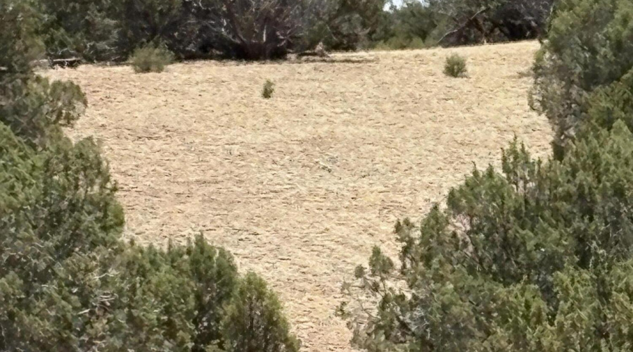 Lots of Potential Home Sites