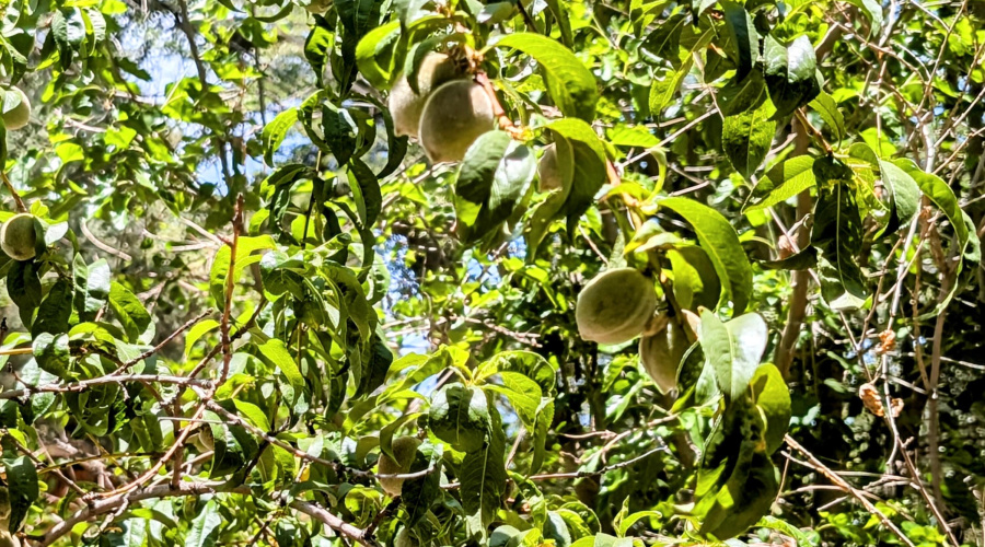 Peach & Apple Trees!
