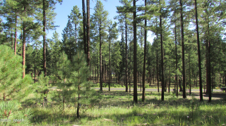 8 County Road 2194, Alpine, Arizona 85920, ,Land,For Sale,County Road 2194,257288