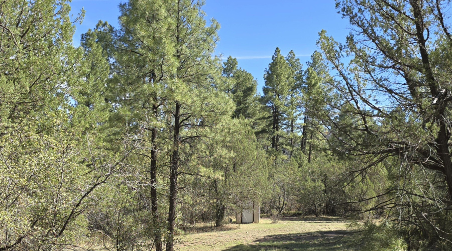 Meadow betw Cabin & Pump Hs