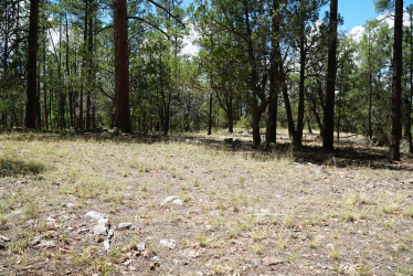 283 Lookout Trail, Payson, Arizona 85541, ,Land,For Sale,Lookout,92686