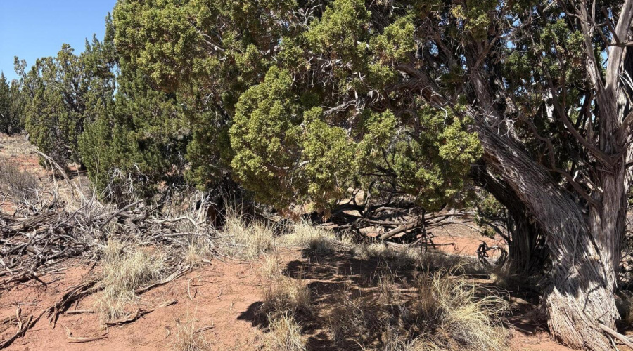 Mature Shaggy Bark Tree