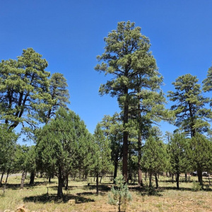 Nice tall Pines