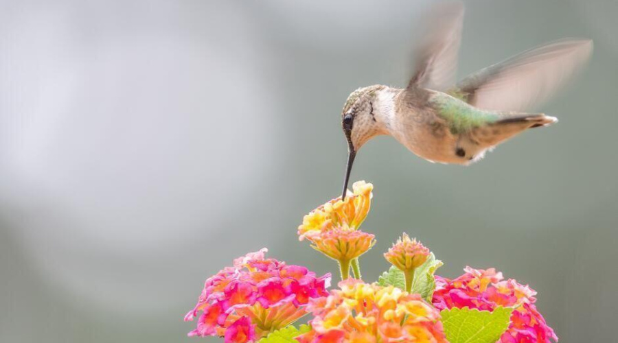 20220101161059144011000000-o