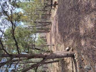 TBD Zola Road, Lakeside, Arizona 85929, ,Land,For Sale,Zola,247616