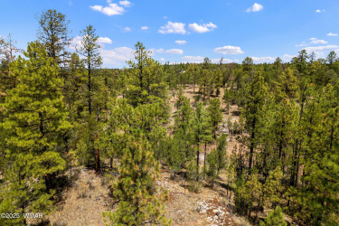 2975 Canary Lane, Heber, Arizona 85928, ,Land,For Sale,Canary,257455