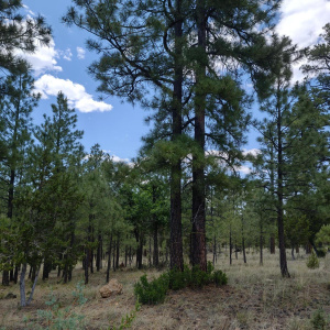 Tall Pines