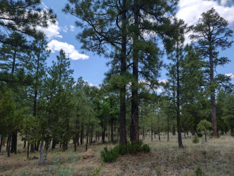 Lot 45&46 Katies Way, Happy Jack, Arizona 86024, ,Land,For Sale,Katies Way,92713