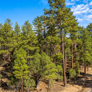 Beautiful trees lot