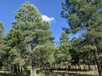 2391 Woody Pine Drive, Happy Jack, Arizona 86024, ,Land,For Sale,Woody Pine,92376