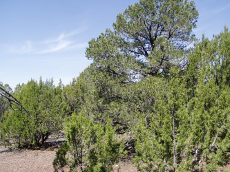 lot 11 Uphill Trail, Vernon, Arizona 85940, ,Land,For Sale,Uphill Trail,257481