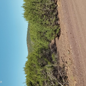 Vacant land for sale in Vernon AZ