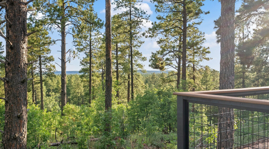 Lush Green Views of the Forest