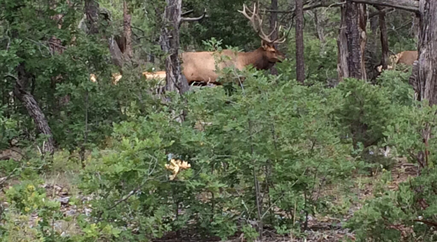 Bull Elk IMG_1838