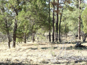 Parcel C Lamb Dr, Pinedale, Arizona 85934, ,Land,For Sale,Lamb Dr,257566