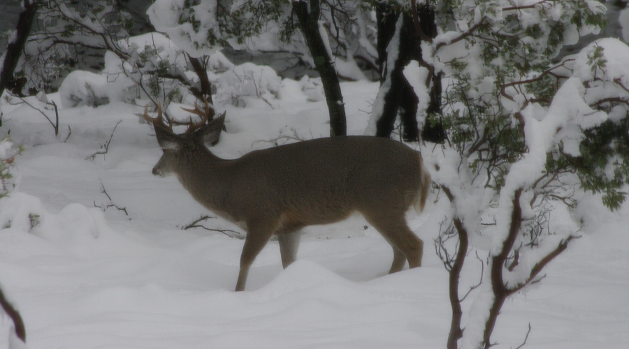 Deer Snow