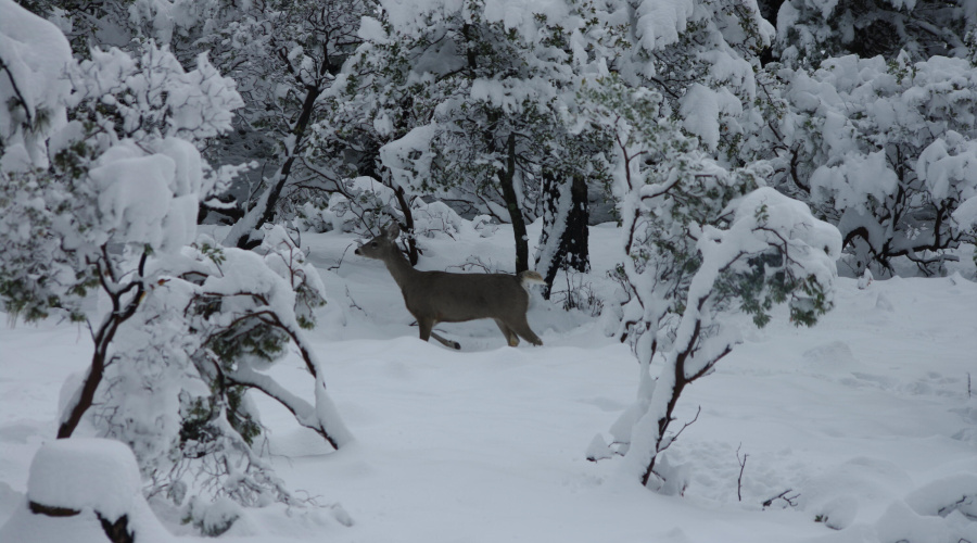 Deer Snow2