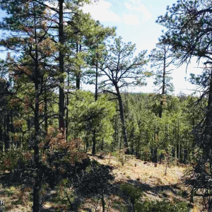 Sierra Pines View Lot
