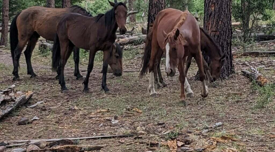 20250802031152356191000000-o