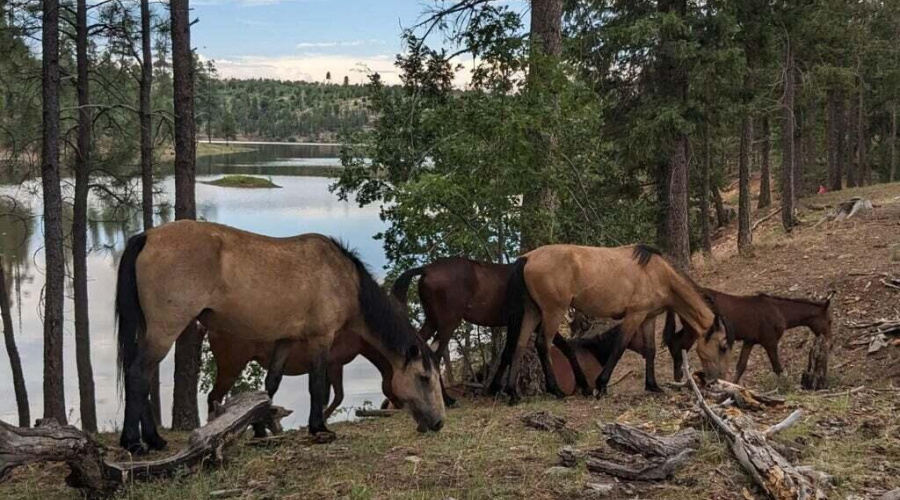 20250802031154204491000000-o