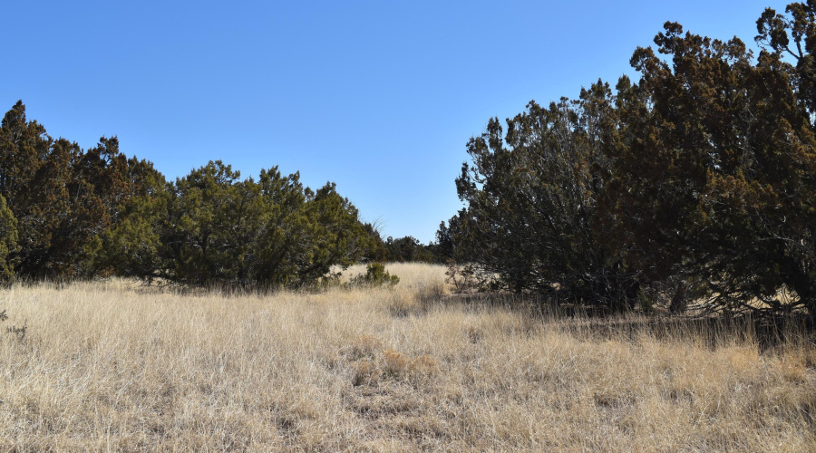 Short Drive to Show Low