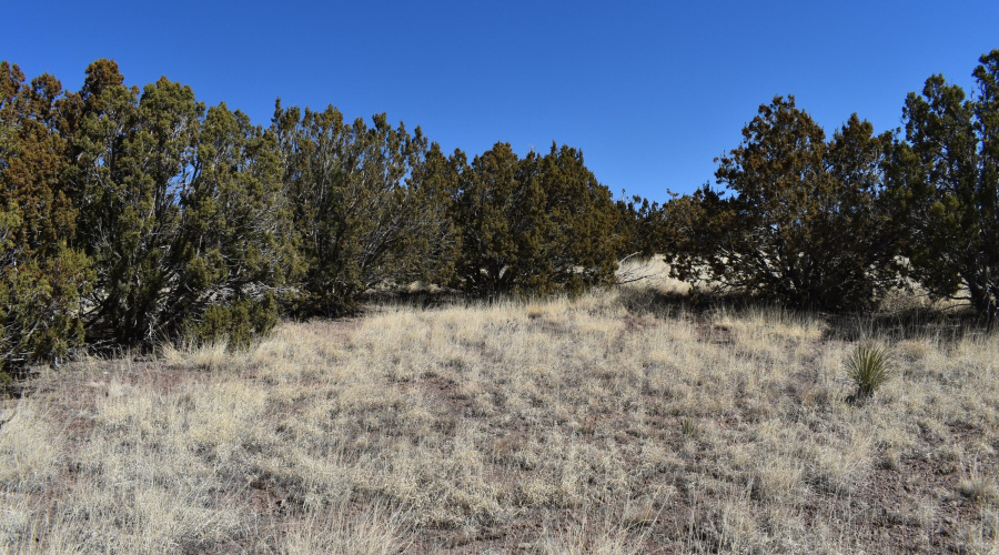 Come build your dream home