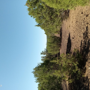 Vacant land for sale in Vernon AZ