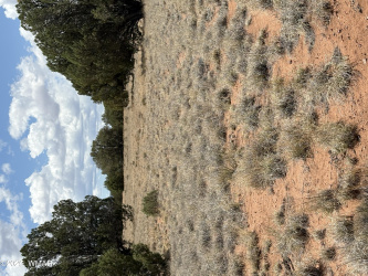 64 Co Rd 7209, St. Johns, Arizona 85936, ,Land,For Sale,Co Rd 7209,257731