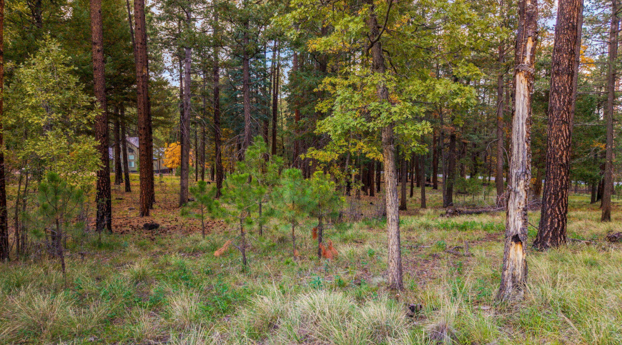 Parcel10172074-AlpineAZ-14