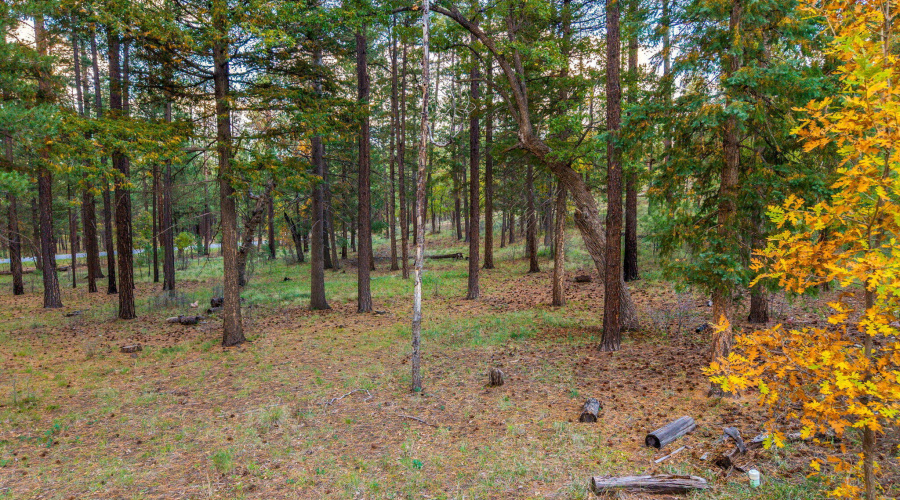 Parcel10172074-AlpineAZ-15