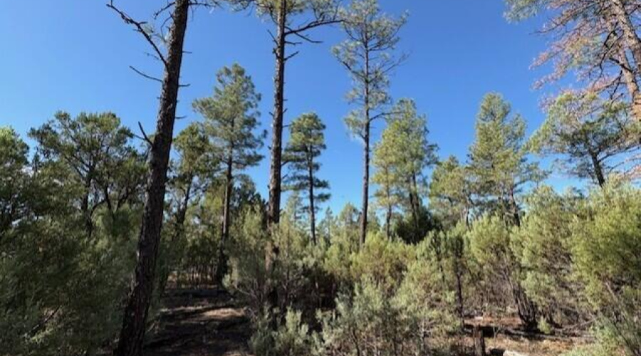 Ponderosa Pines